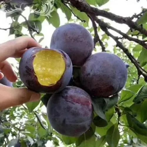 收藏！四川十二月月月hei惊艳