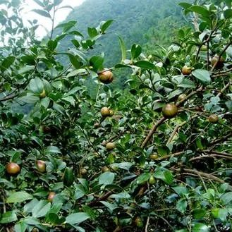 收藏！四川十二月月月hei惊艳