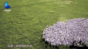 骏马奖获奖视频,骏马奖评奖