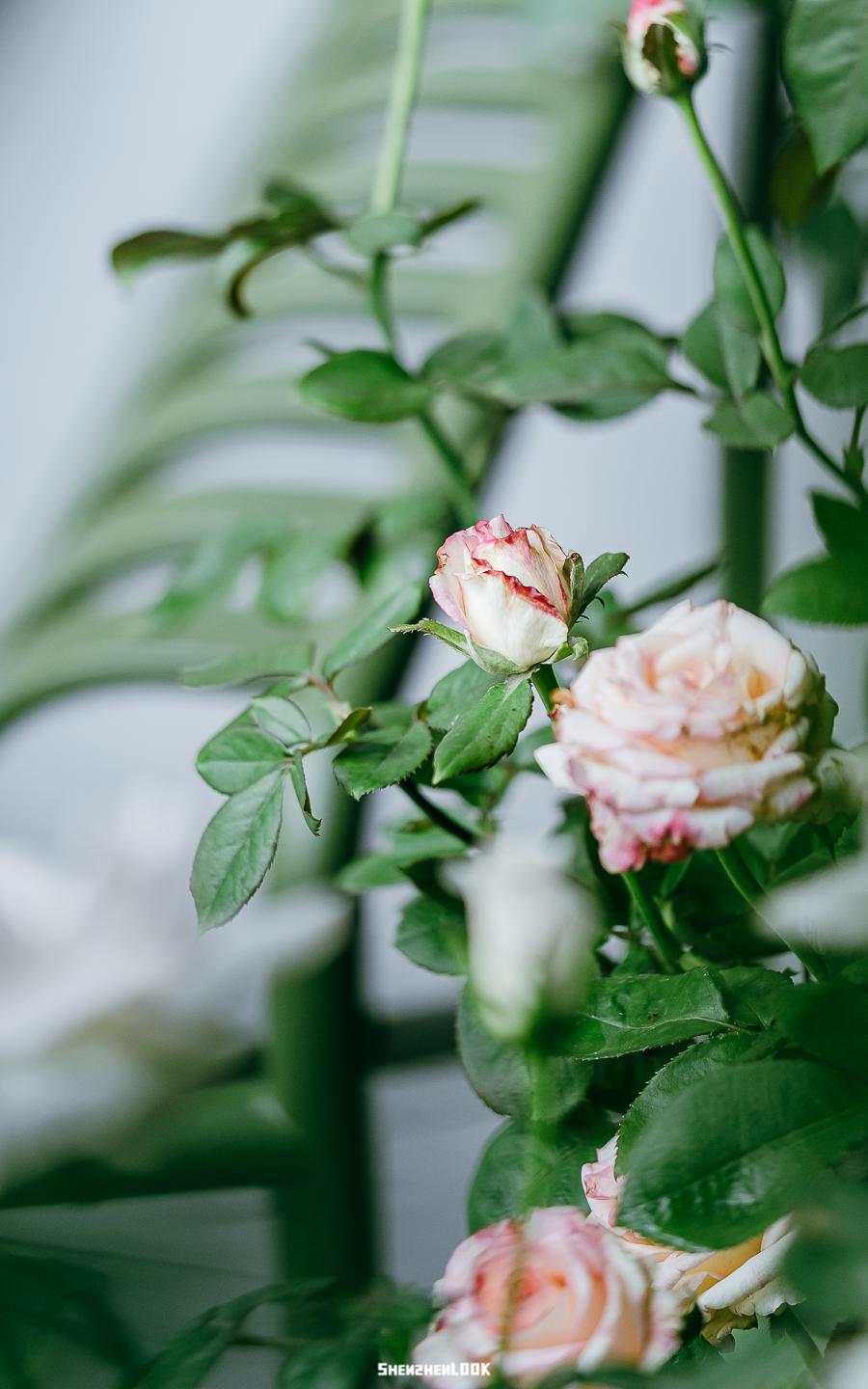 dior迪奥天猫国际店,dior深圳旗舰店