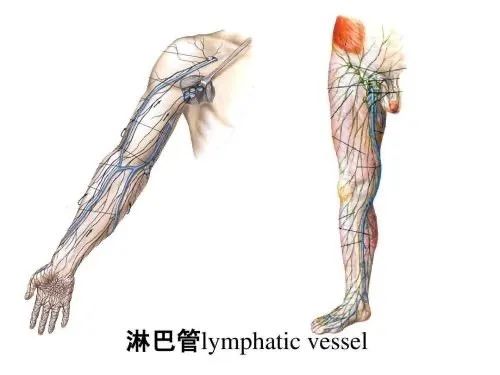 肢体肿胀的指导和健康宣教,脑梗患者患侧肢体肿胀