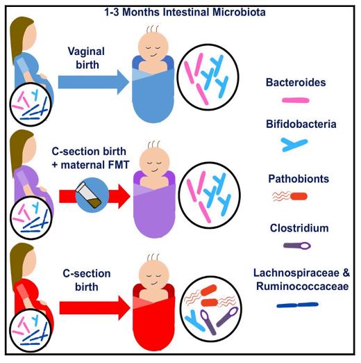 cell益生菌真的有用吗,celltibaby益生菌