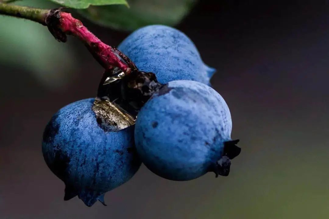 青白江美景,青白江风景美景