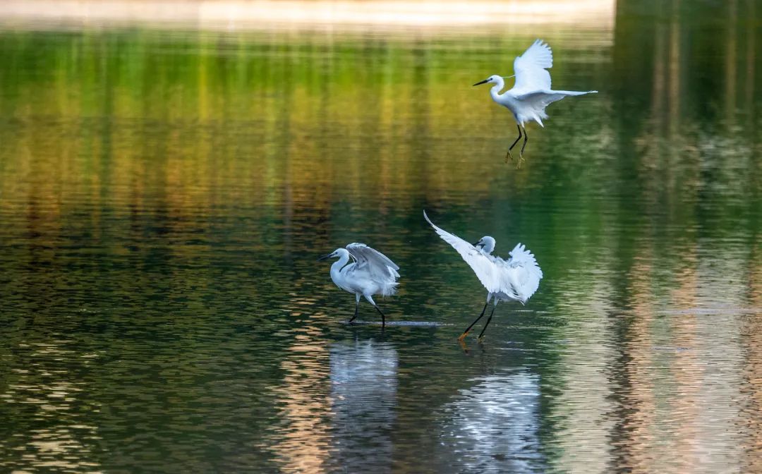 大美河南洛阳城市,美丽河南