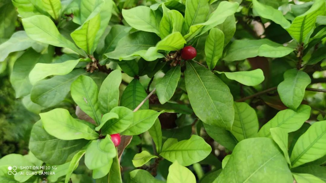 柠檬不是酸而是甜,柠檬是酸的有人说是甜的