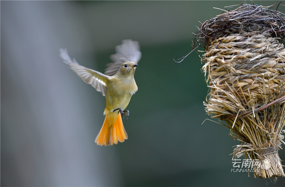 昆明金殿景色,云南昆明金殿公园绝美照片