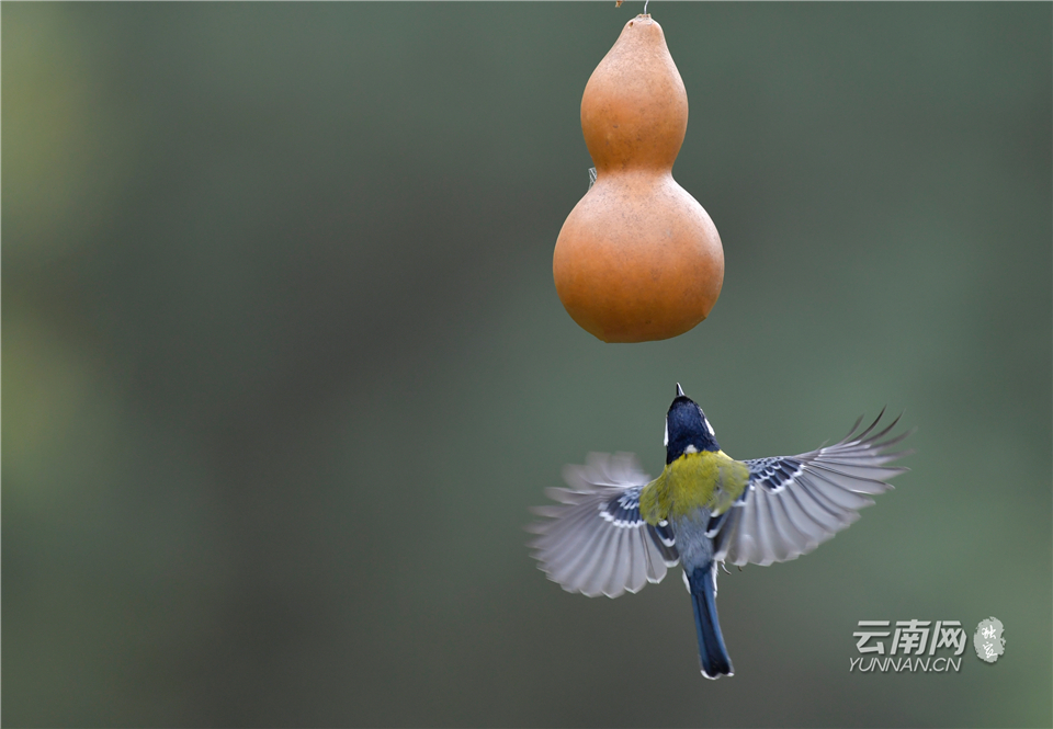 昆明金殿景色,云南昆明金殿公园绝美照片