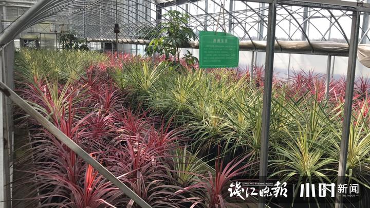 秋日盛宴！赏向日葵花海玩“猫猫兔”，省农科院杨渡科研创新基地多姿多彩