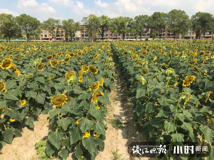 秋日盛宴！赏向日葵花海玩“猫猫兔”，省农科院杨渡科研创新基地多姿多彩