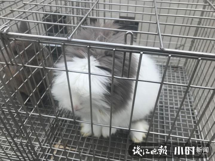 秋日盛宴！赏向日葵花海玩“猫猫兔”，省农科院杨渡科研创新基地多姿多彩