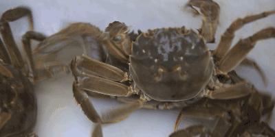 螃蟹蒸好后可以放冰箱冷冻保存吗,螃蟹蒸熟后放冰箱冷冻能保存多久