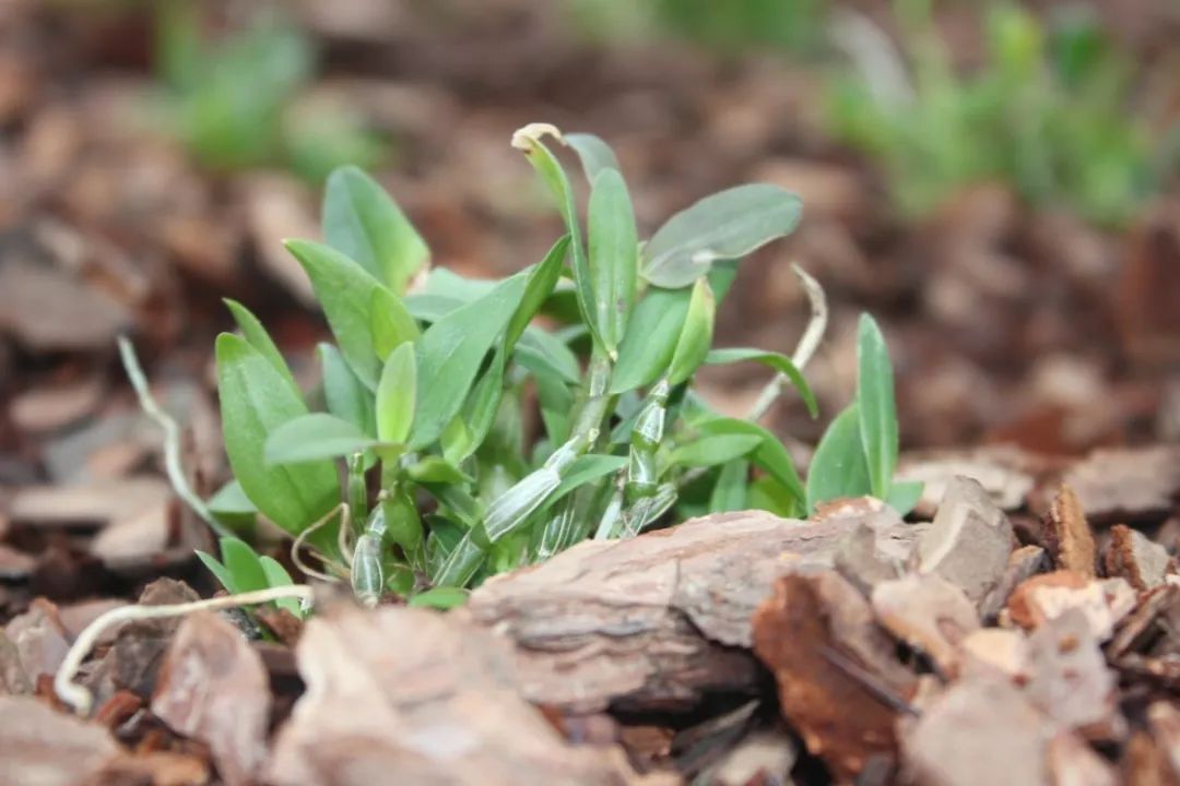 口干舌燥、秋燥作怪？康恩贝铁皮石斛花茶上线“每满生活”，来自高山有机种植基地，满百减十哦