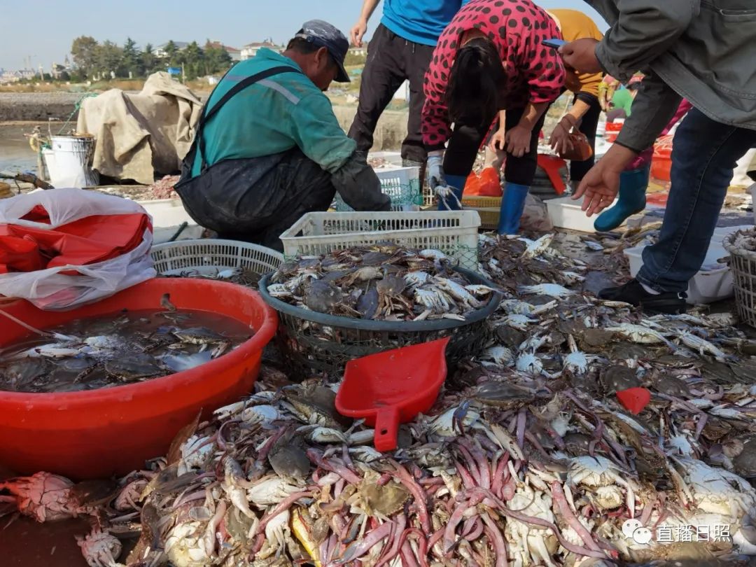 螃蟹5元一斤,日照海鲜螃蟹多少钱