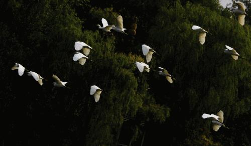 成都1100个公园俯瞰,成都100个公园规划图