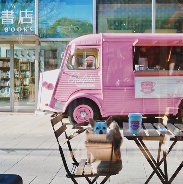 探店上海首家茑屋书店遇见一家,提前探店上海首家茑屋书店将开业