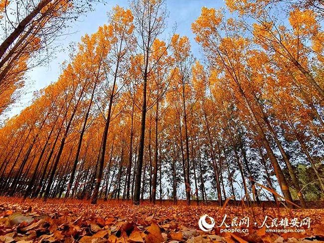 2021雄安早知道,2020年雄安早知道