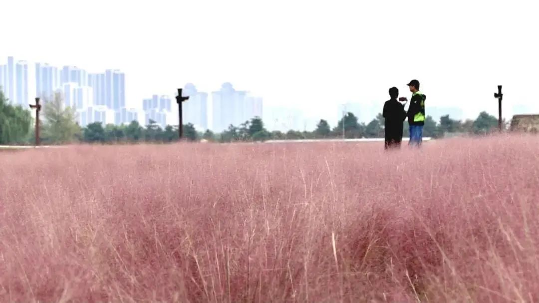 曲江秋天风景,曲江的秋色