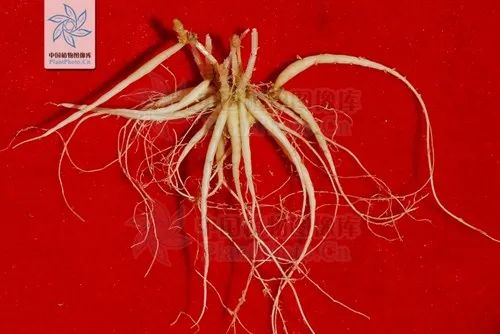 气虚肺燥咳嗽吃什么食疗最好,阴虚肺燥咳嗽少痰脾胃虚弱