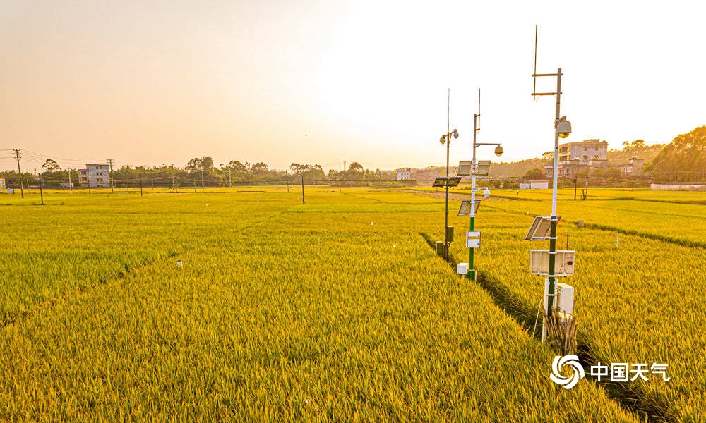 钦州千亩稻田花海,钦州万亩金黄稻田绘出美丽秋收图