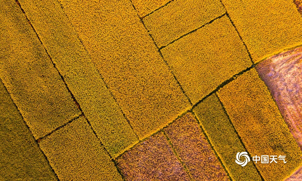 钦州千亩稻田花海,钦州万亩金黄稻田绘出美丽秋收图