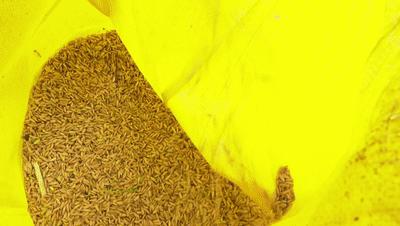 二十年荒地换“新装”！青田这个村走上致富“稻”路