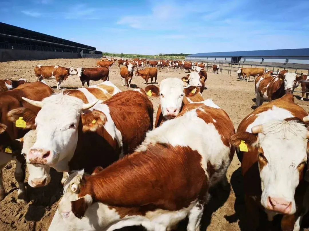 内蒙古赤峰天山的牛,通辽的牛和赤峰的牛区别