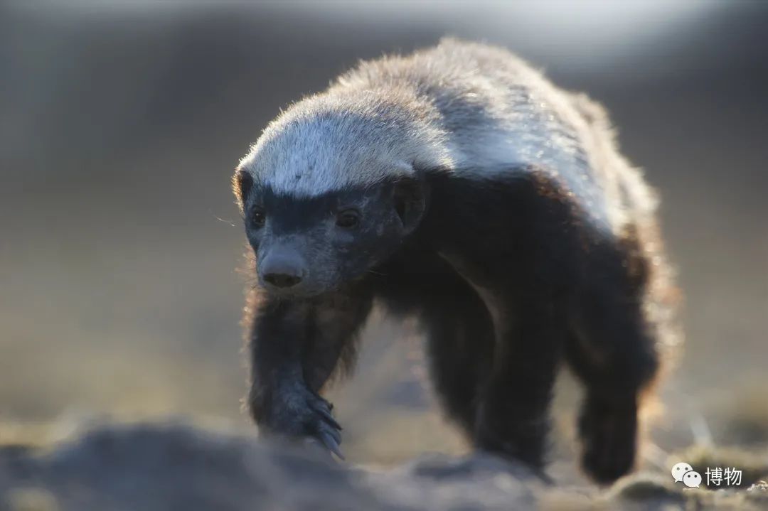 大蟒蛇跟蜜獾,蜜獾捕食大蟒蛇