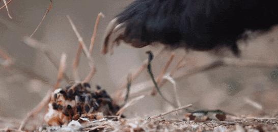 蜜獾被一条蟒蛇生吞了,蜜獾捕食大蟒蛇