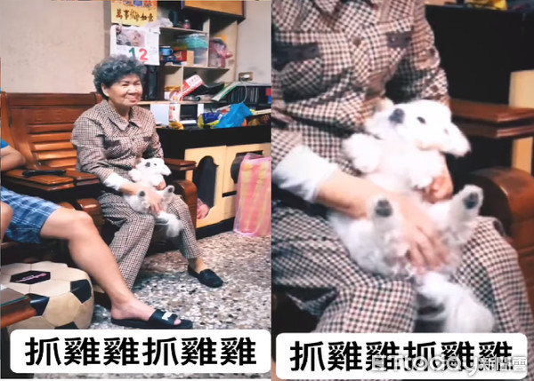 狗窝腿中享受「谜之抓抓」！表情爽到*天升**　网笑惨：阿嬷是*江老**湖