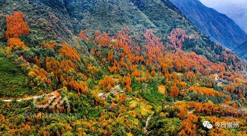 初秋彩林成都周边秘境,成都附近彩林秘境