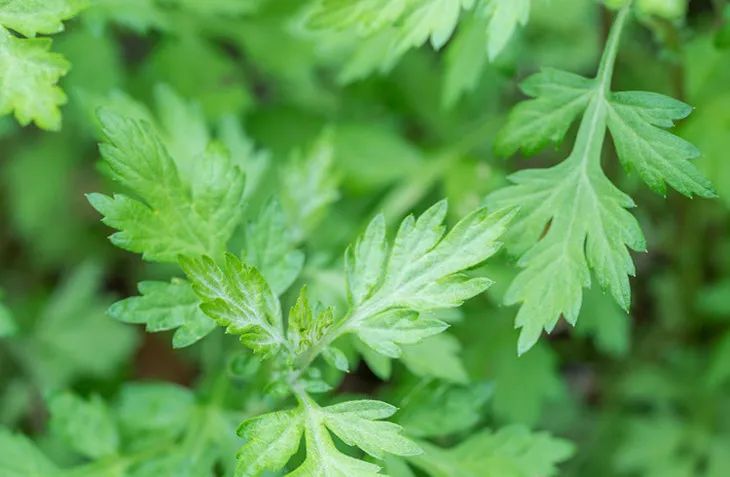 火遍全网的生发养发防脱固发,去屑止痒防脱养发