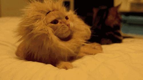 狗狗穿衣禁忌,狗狗穿衣