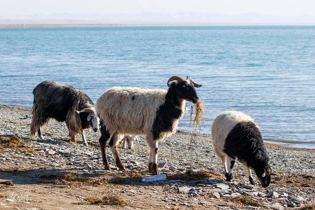 青海玉树旅游攻略,青海南大门三江源头