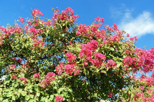杜邑公园雪景,杜邑遗址公园6月风景
