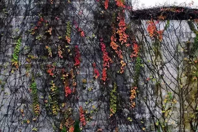 冬天的婺源你见过吗,婺源的秋天到底有多美