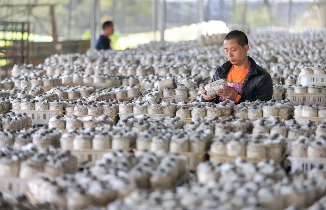 脱贫攻坚奔小康高质量发展谱新篇,脱贫攻坚交出靓丽答卷