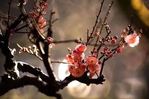 昆明春城风光秀,昆明春城秀小视频