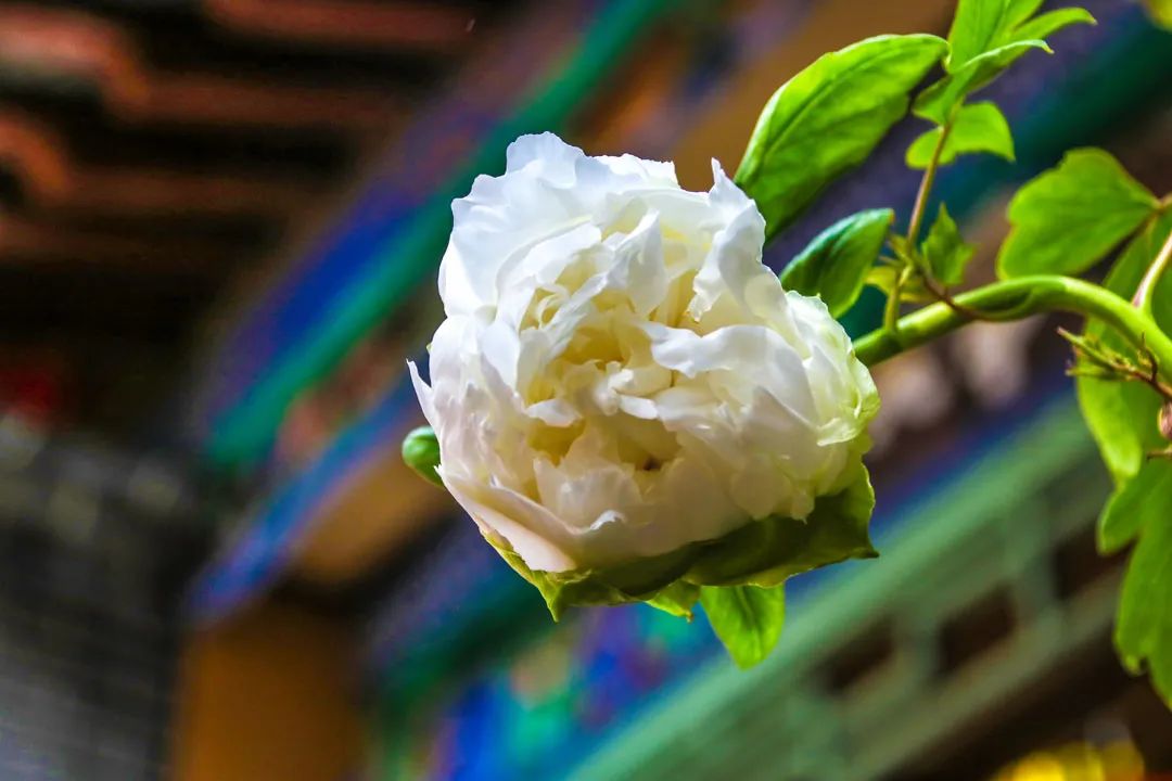 昆明春城风光秀,昆明春城秀小视频