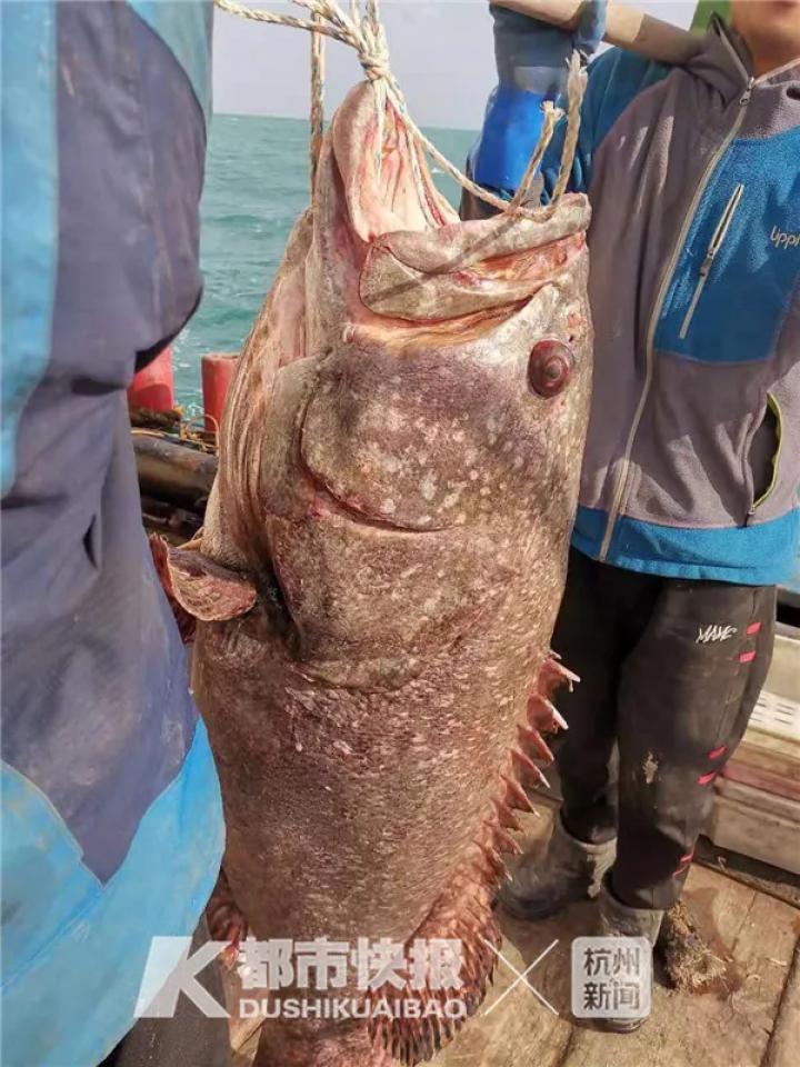 渔民出海捕到“百年石斑鱼”,渔民捕获野生石斑鱼价格近两万元
