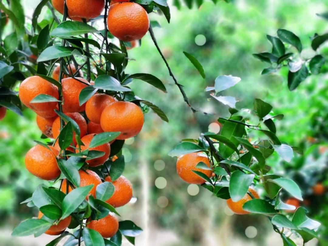 沙糖桔成熟果软,肇庆四会沙糖桔