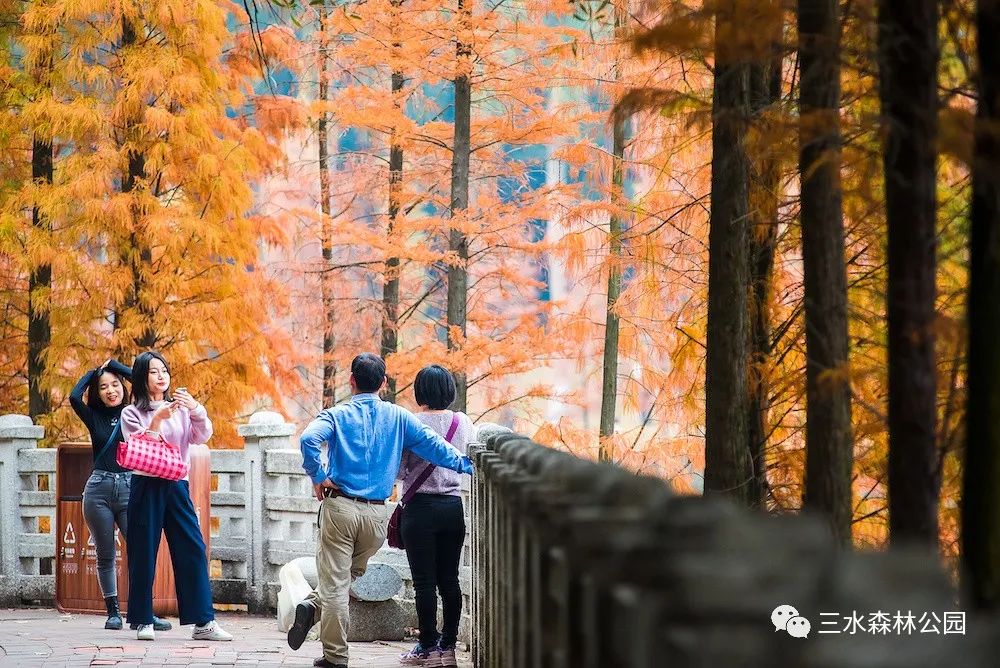 1月最美的佛山藏在这里！全部免费赏！