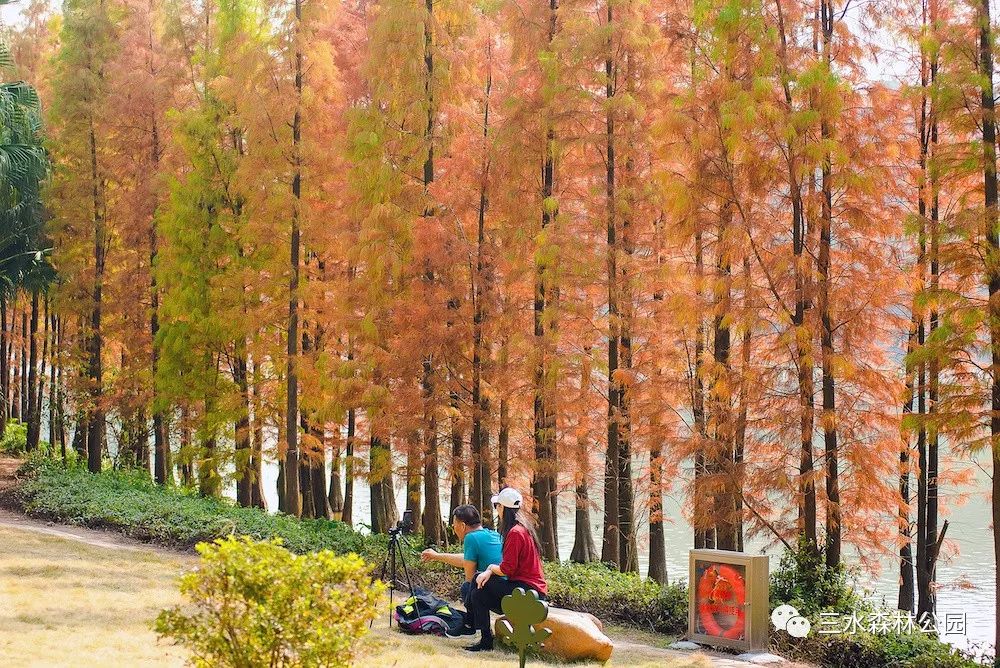 1月最美的佛山藏在这里!全部免费赏!