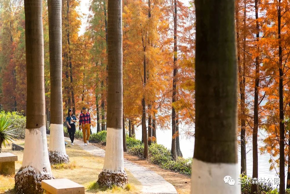 1月最美的佛山藏在这里!全部免费赏!