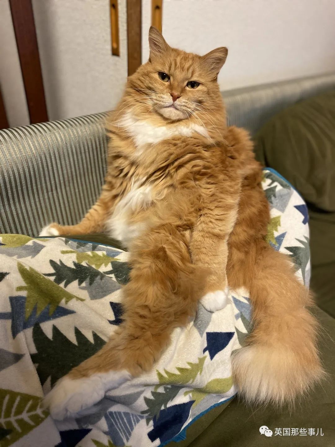 捡到小奶猫变身成男神,捡回来的小奶猫