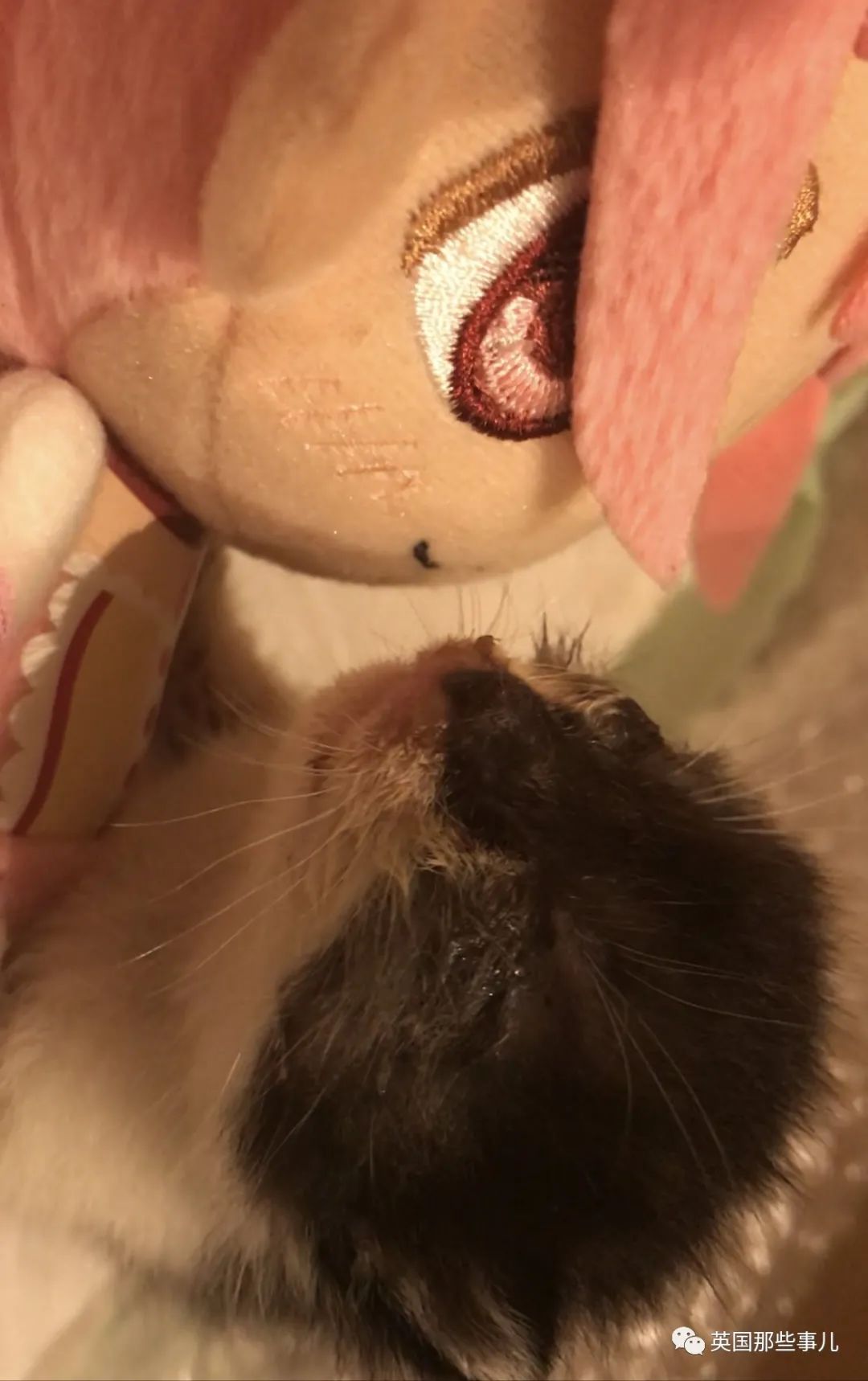 捡到小奶猫变身成男神,捡回来的小奶猫