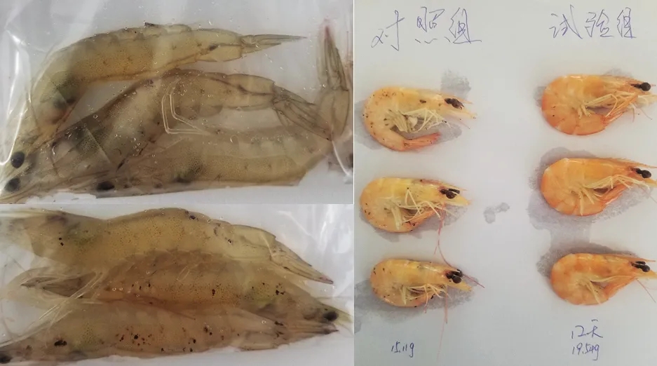 养虾高手养殖视频,养对虾高手经验