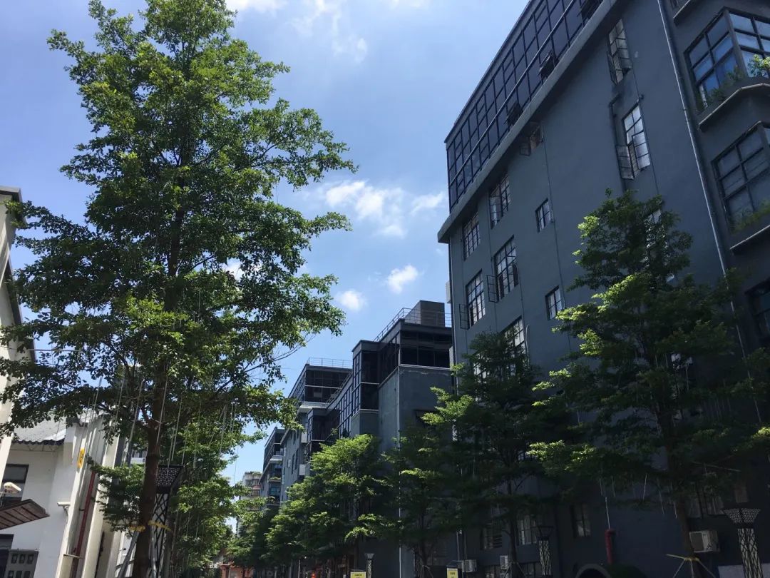 花城政能量丨有干货!海珠区这么做,村民经济效益大提升