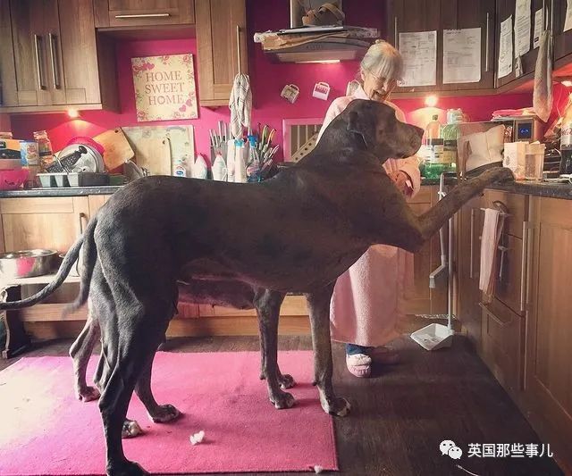 世界上最高大的狗身高达到24米,世界上最高的80米的狗