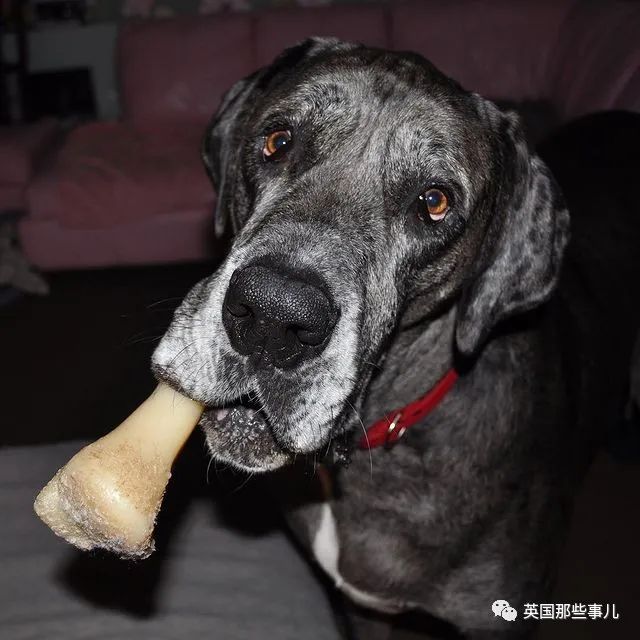 世界上最高大的狗身高达到24米,世界上最高的80米的狗