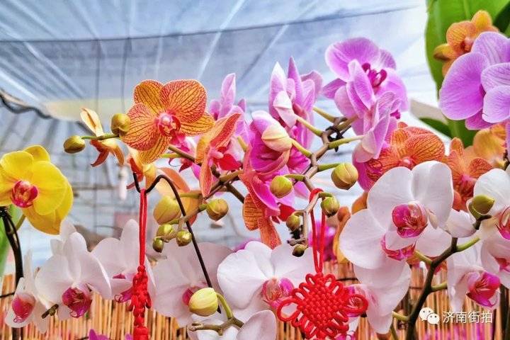 济南花卉市场哪个最大最出名,开放的济南花卉市场有哪些